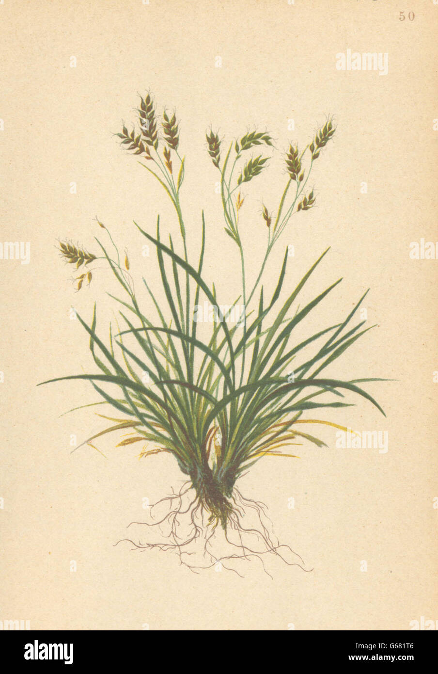 ALPENFLORA ALPINE FLOWERS: Carex capillaris L-Zartstielige Segge, print 1897 Stock Photo
