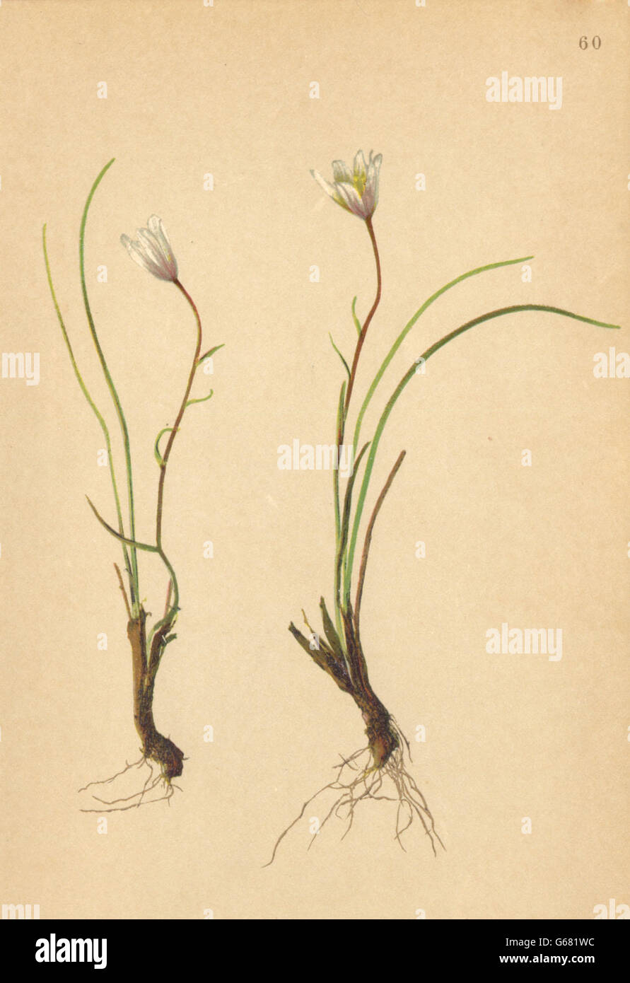 ALPENFLORA ALPINE FLOWERS: Lloydia serotina (L. ) Salisb-Zwerglilie, 1897 Stock Photo