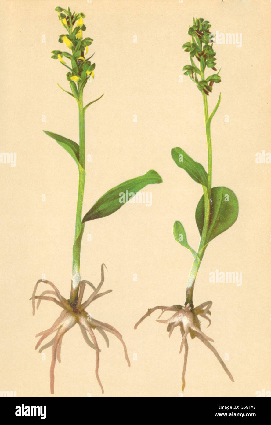ALPENFLORA ALPINE FLOWERS: Coeloglossum viride (L. ) Hartm-Hohlzunge, 1897 Stock Photo