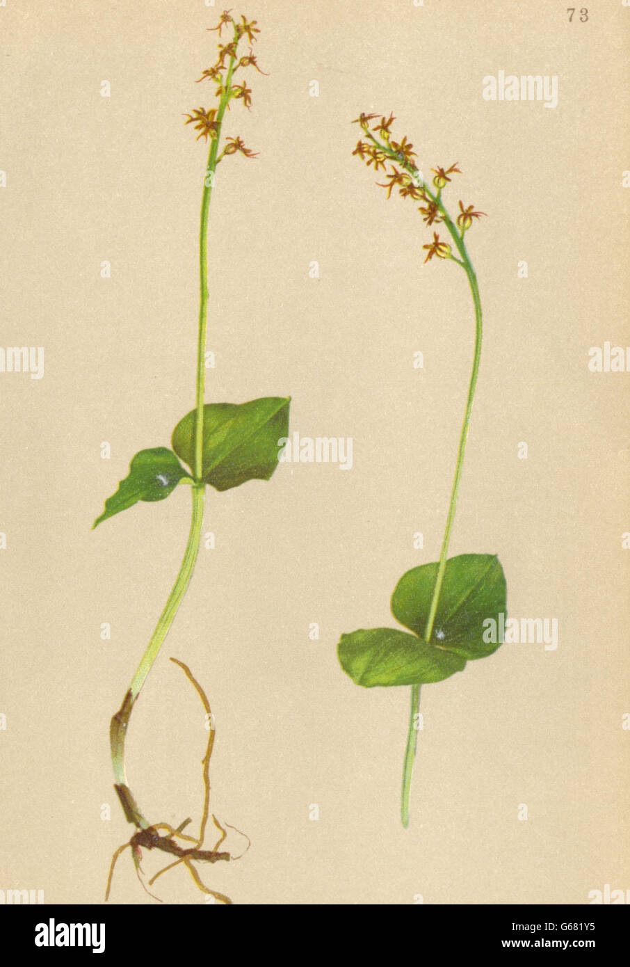 ALPENFLORA ALPINE FLOWERS:Listera cordata(L.).Br-Herzblättriges Zweiblatt, 1897 Stock Photo