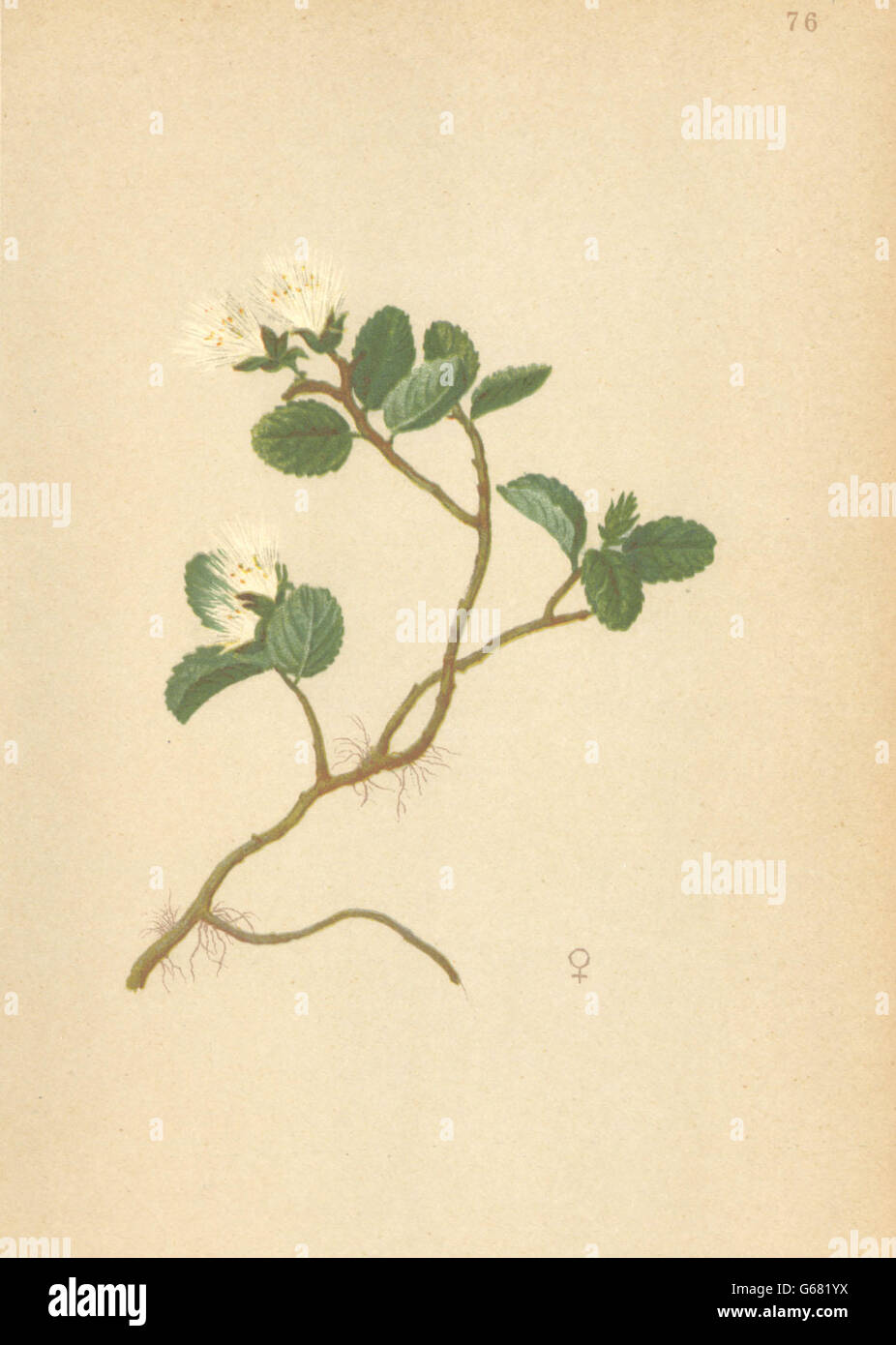 ALPENFLORA ALPINE FLOWERS: Salix herbacea L-Krautige Weide, antique print 1897 Stock Photo