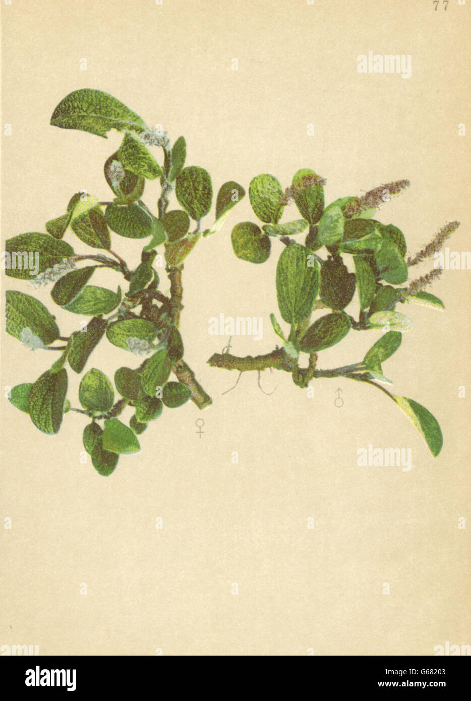 ALPENFLORA ALPINE FLOWERS: Salix reticulata L-Netznervige Weide, print 1897 Stock Photo