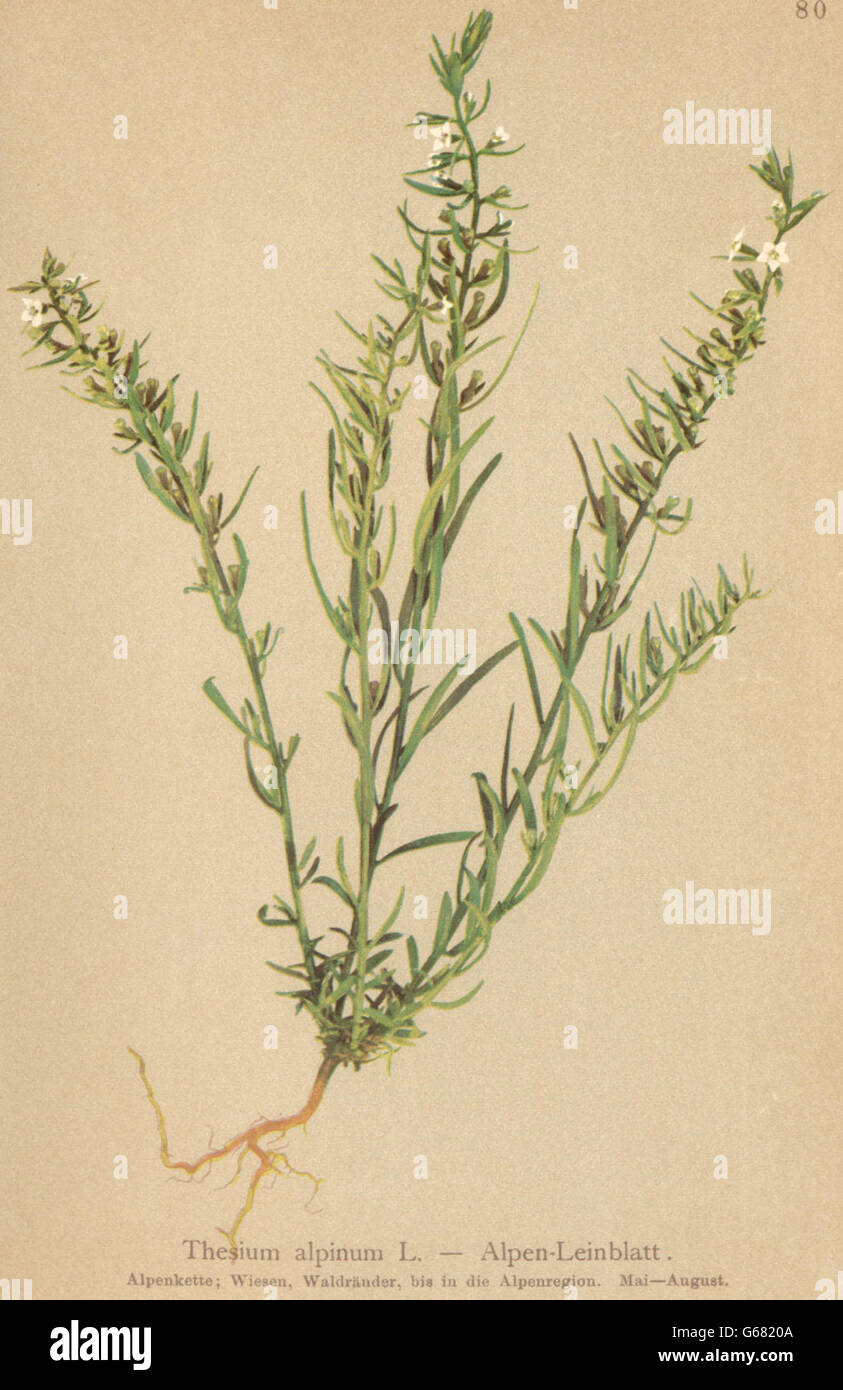 ALPENFLORA ALPINE FLOWERS: Thesium alpinum L-Alpen-Leinblatt, old print 1897 Stock Photo