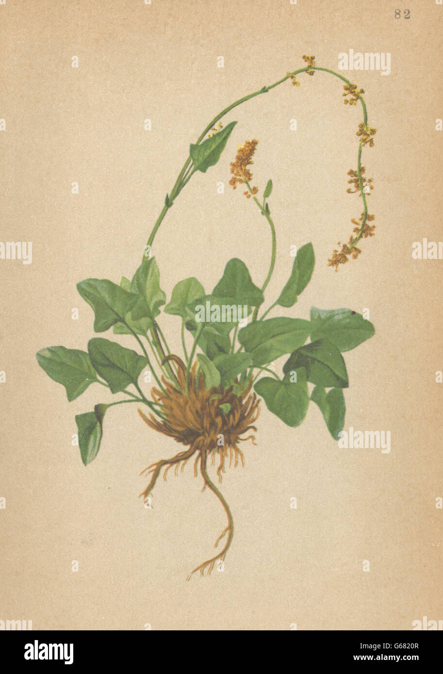 ALPENFLORA ALPINE FLOWERS: Rumex nivalis Hegetschw-Schneeampfer, print 1897 Stock Photo