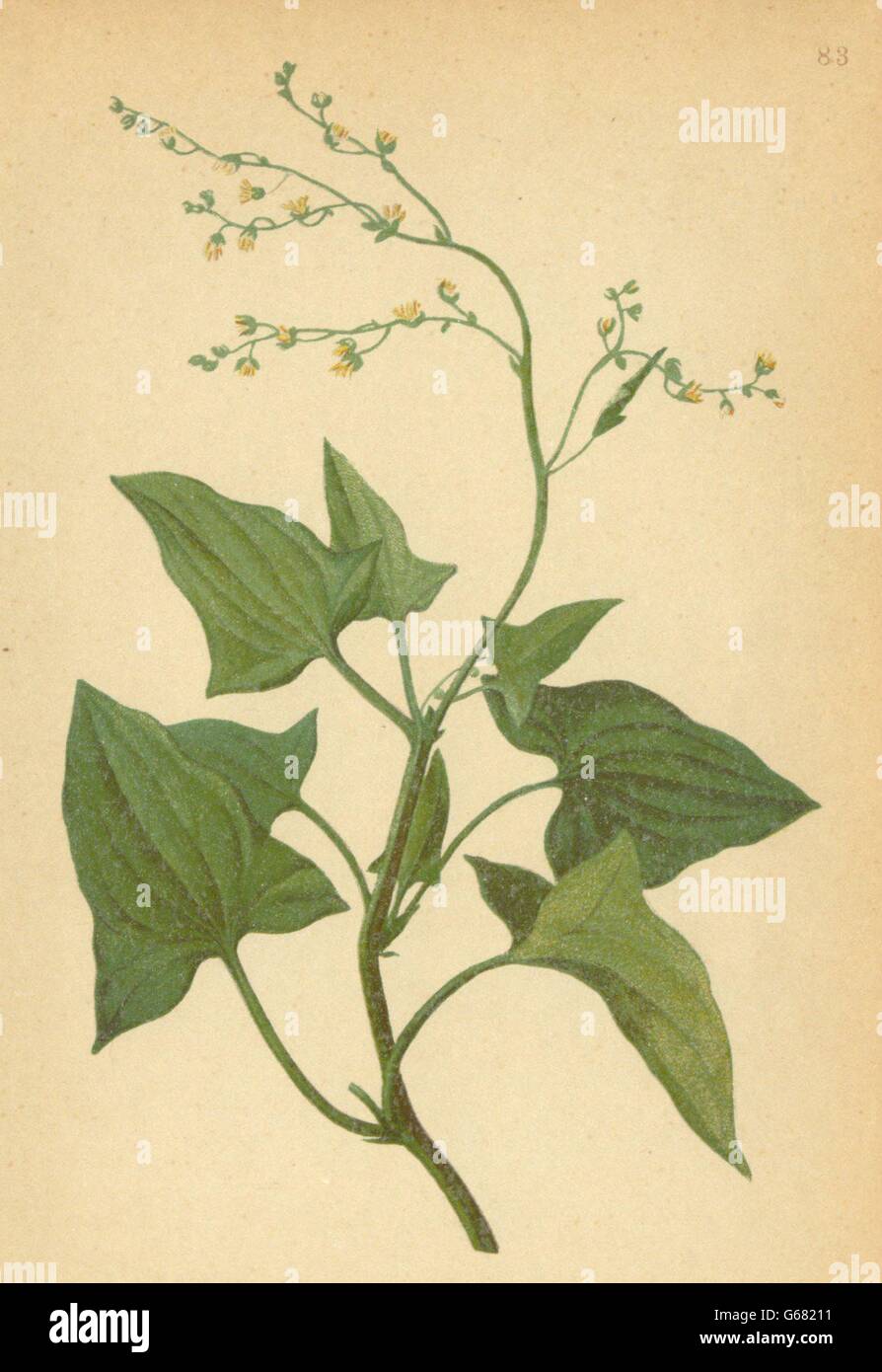 ALPENFLORA ALPINE FLOWERS: Rumex scutatus L-Schildampfer, antique print 1897 Stock Photo