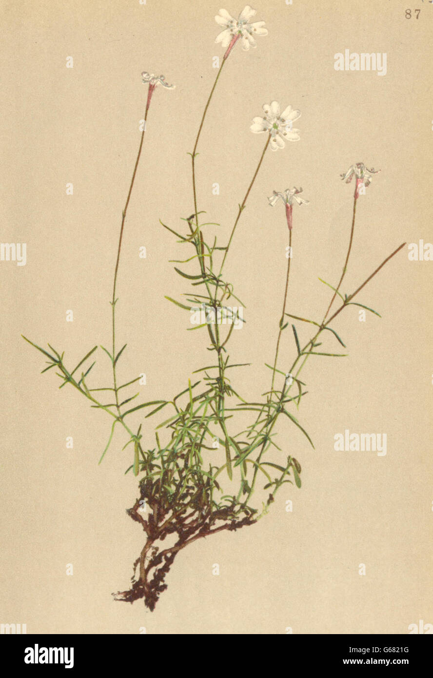 ALPENFLORA ALPINE FLOWERS: Silene saxifraga L-Steinbrech-Leimkraut, print 1897 Stock Photo