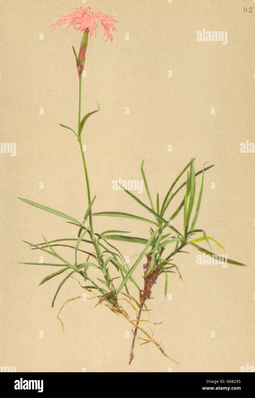 ALPENFLORA ALPINE FLOWERS: Dianthus sternbergii Sieb-Sternberg's Nelke, 1897 Stock Photo