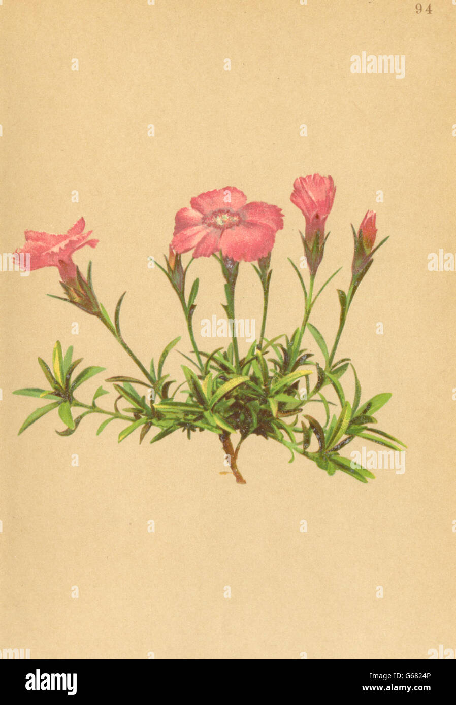 ALPENFLORA ALPINE FLOWERS: Dianthus alpinus L-Alpennelke, antique print 1897 Stock Photo