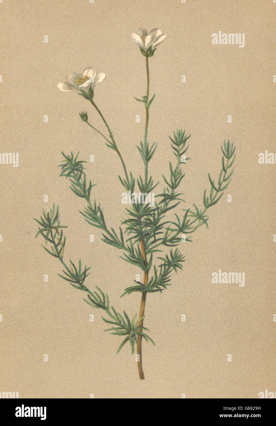 ALPENFLORA ALPINE FLOWERS: Arenaria grandiflora L-Grossblüthiges Sandkraut, 1897 Stock Photo