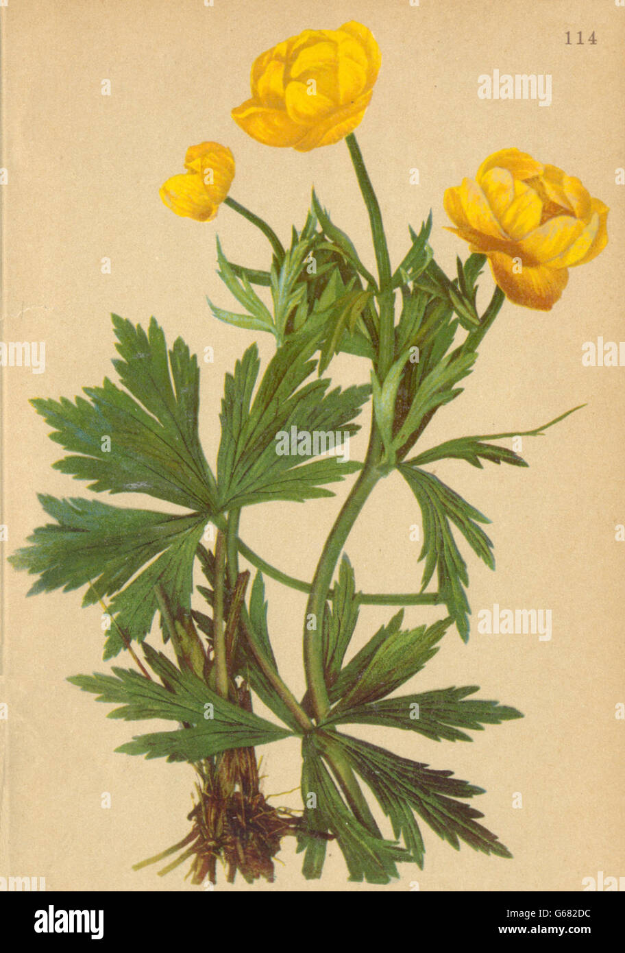 ALPENFLORA ALPINE FLOWERS: Trollius europaeus L-Trollblume, antique print 1897 Stock Photo