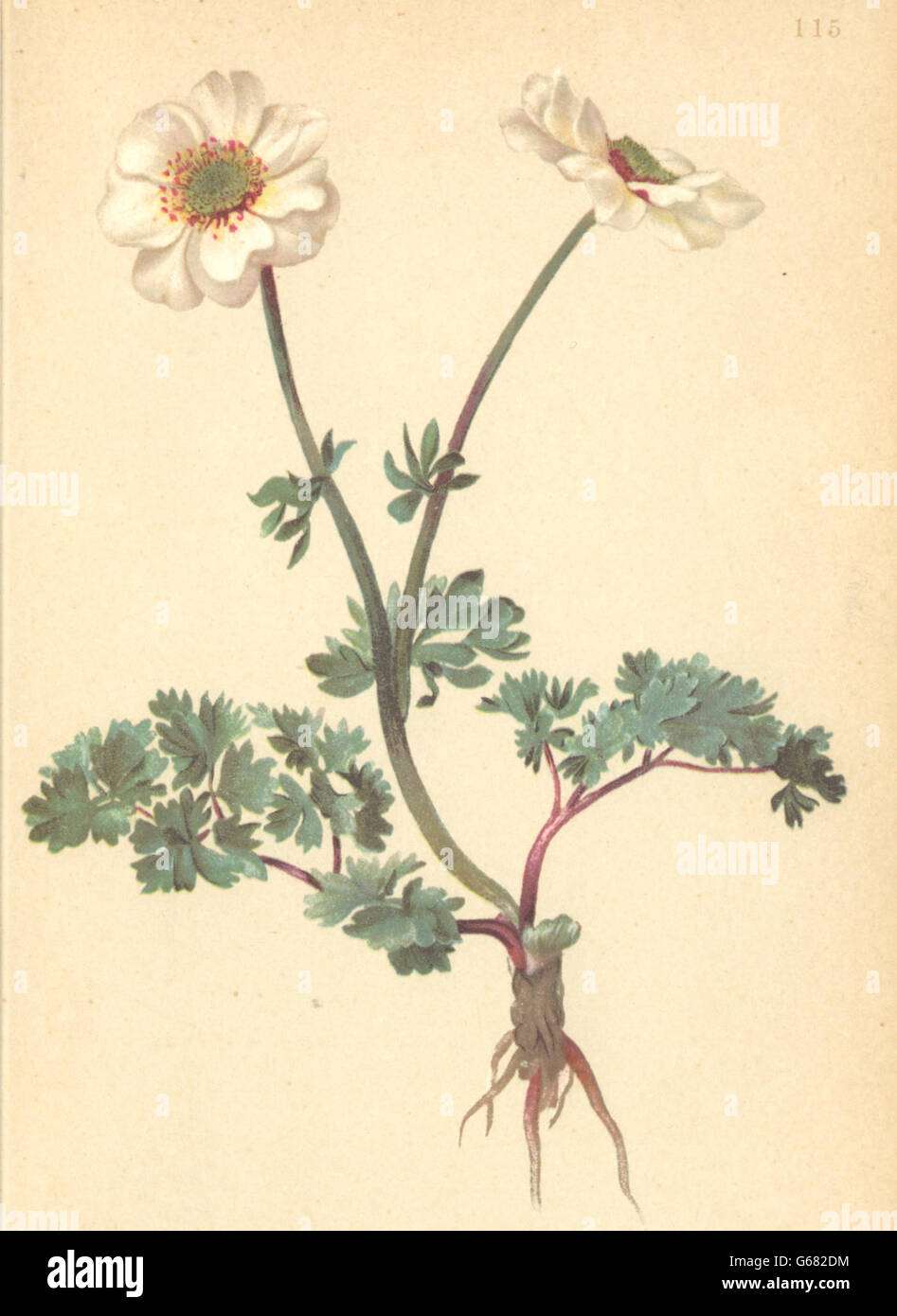ALPINE FLOWERS: Callianthemum rutaefolium-Rautenblättrige Schmuckblume, 1897 Stock Photo