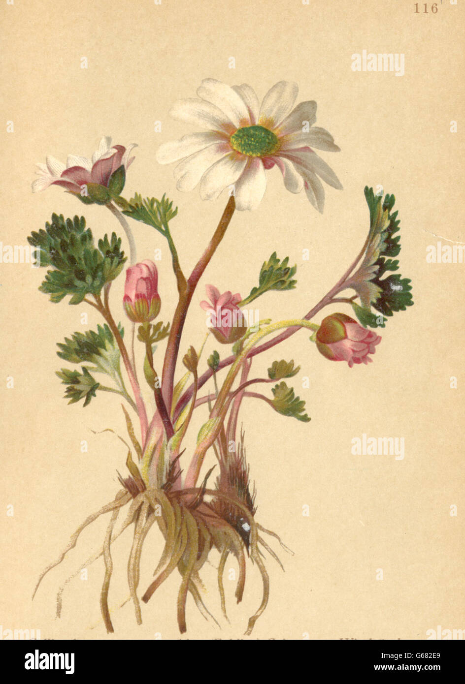 ALPENFLORA: Callianthemum anemonoides Schott-Windröschen-ähnliche, print 1897 Stock Photo