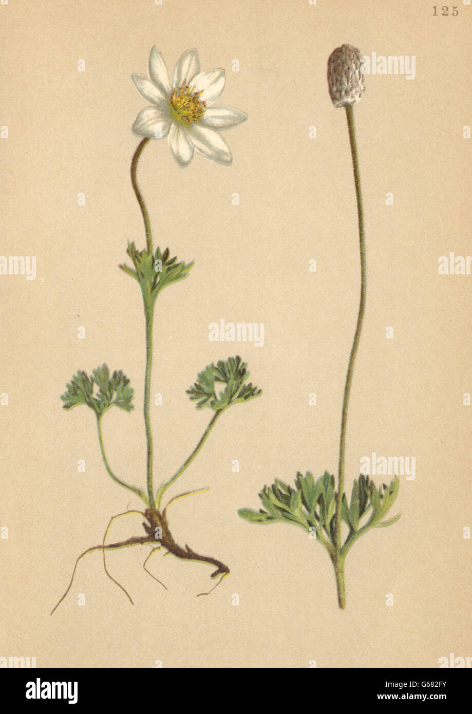 ALPENFLORA ALPINE FLOWERS: Anemone baldensis L-Monte Baldo-Windröschen, 1897 Stock Photo