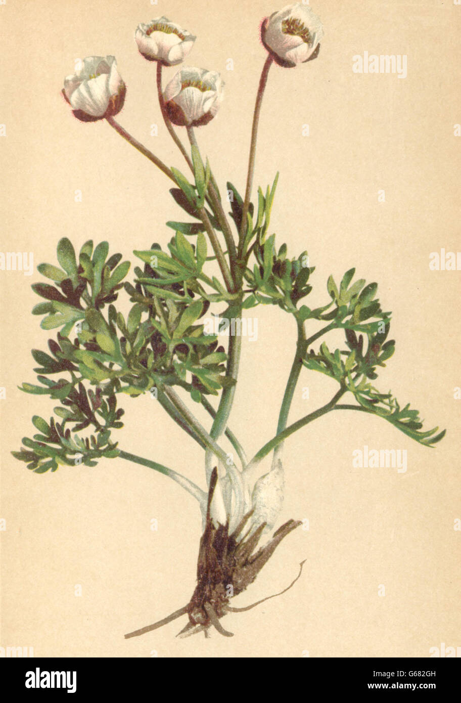 ALPENFLORA ALPINE FLOWERS: Ranunculus glacialis L-Gletscher-Hahnenfuss ...