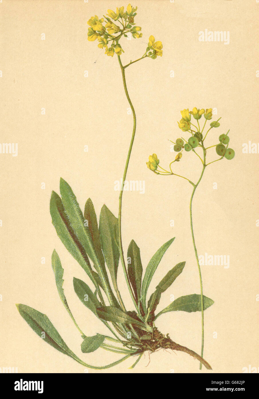 ALPENFLORA ALPINE FLOWERS: Biscutella laevigata L-Brillenschötchen, print 1897 Stock Photo