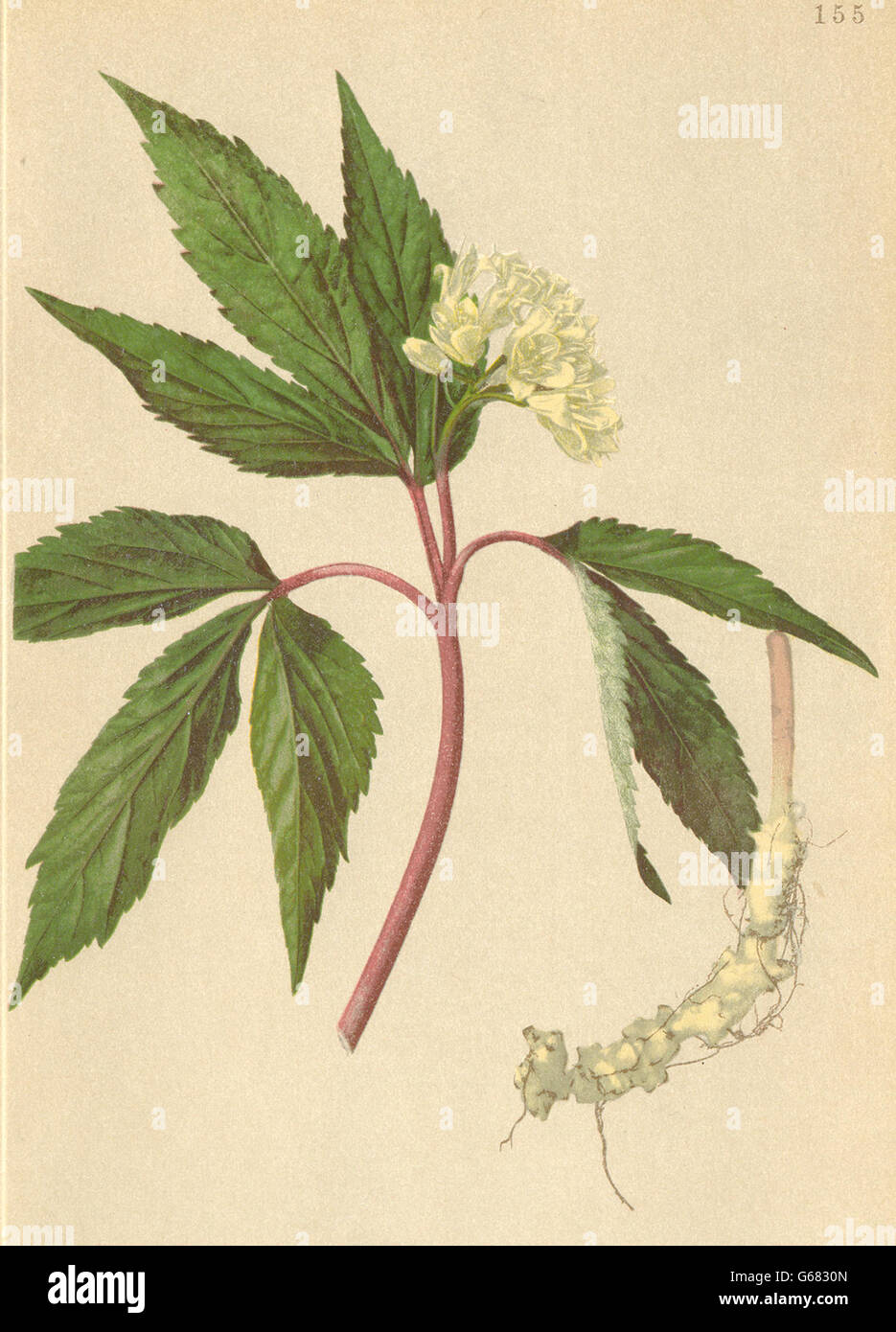 ALPENFLORA ALPINE FLOWERS: Dentaria enneaphyllos L-Neunblättrige Zahnwurz, 1897 Stock Photo