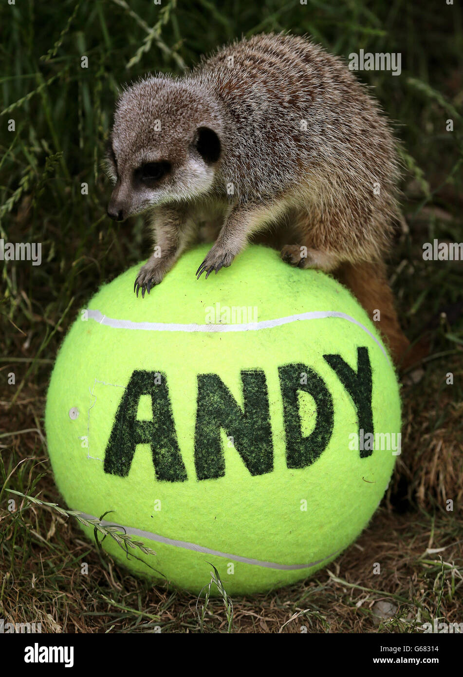 Animals and staff at Blair Drummond Safari Park near Stirling get behind local boy Andy Murray Animals and staff at Blair Drummond Safari Park near Stirling get behind local boy Andy Murray