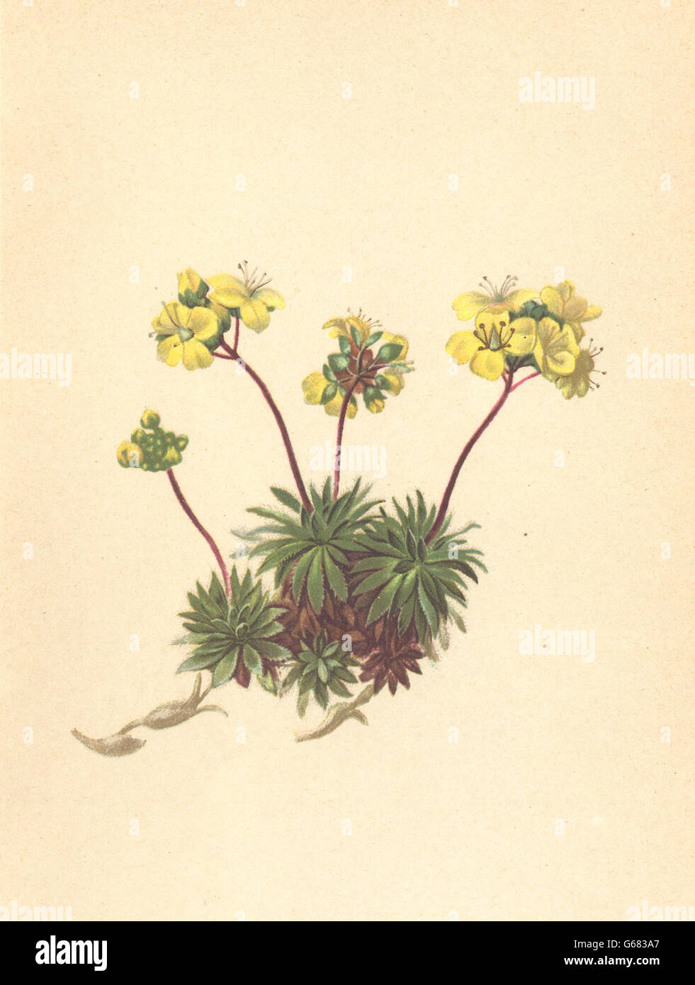 ALPENFLORA ALPINE FLOWERS: Draba aizoides L-Immergrünes Hungerblümchen, 1897 Stock Photo