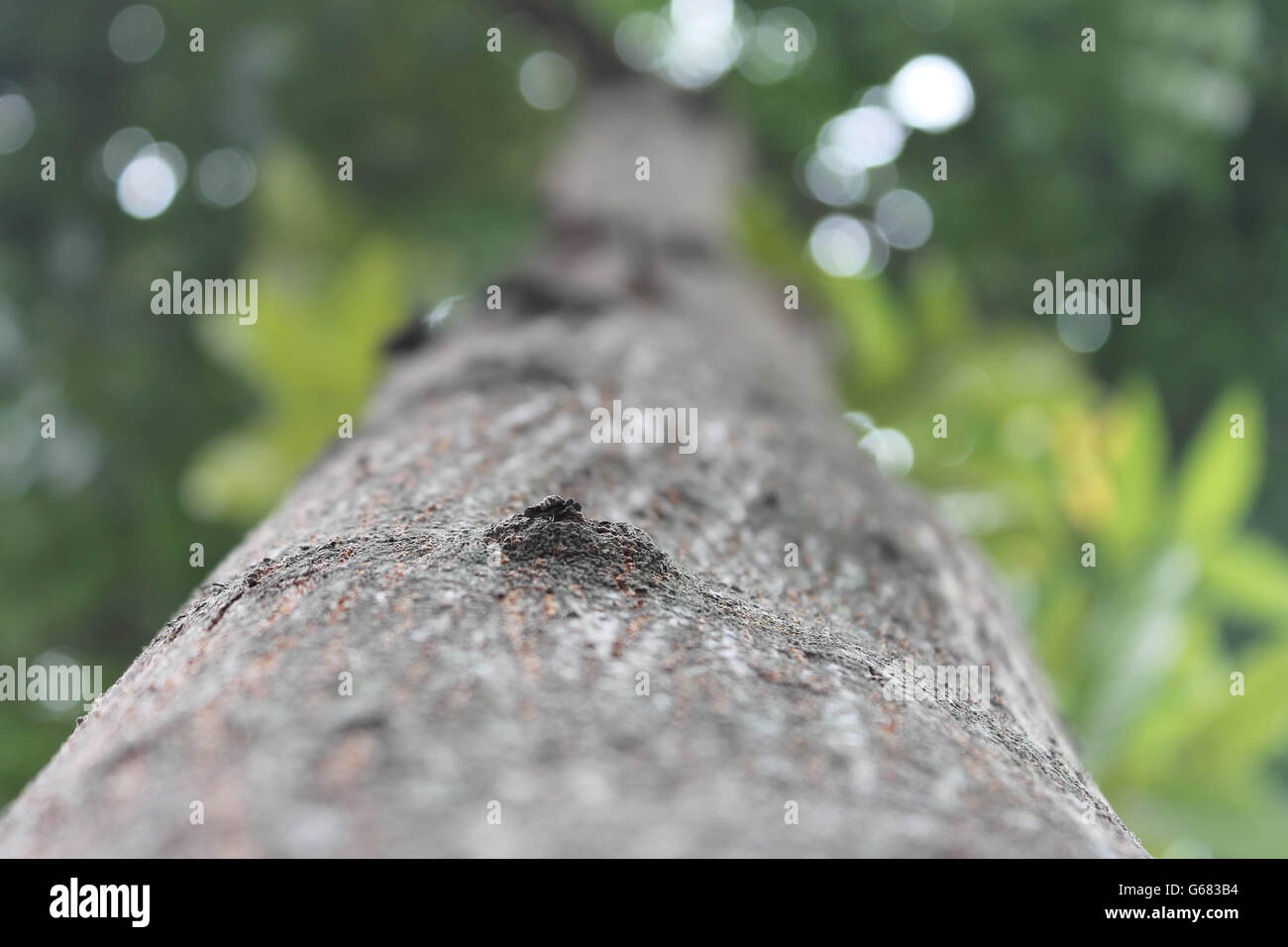 The view on a tree's bark Stock Photo