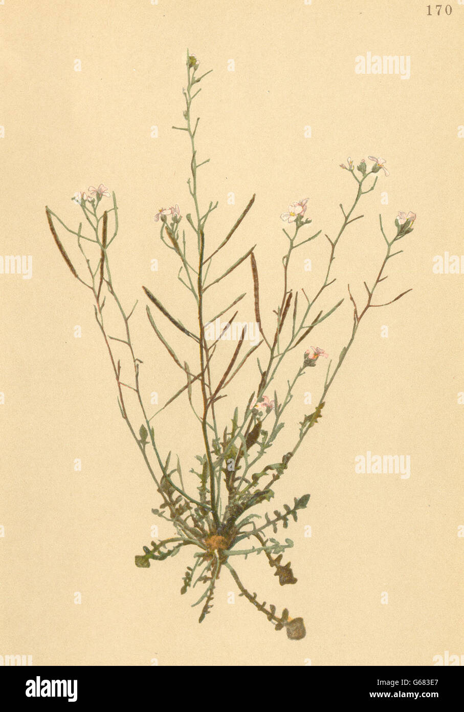 ALPENFLORA ALPINE FLOWERS: Arabis arenosa Scop-Sand-Gänsekresse, print 1897 Stock Photo
