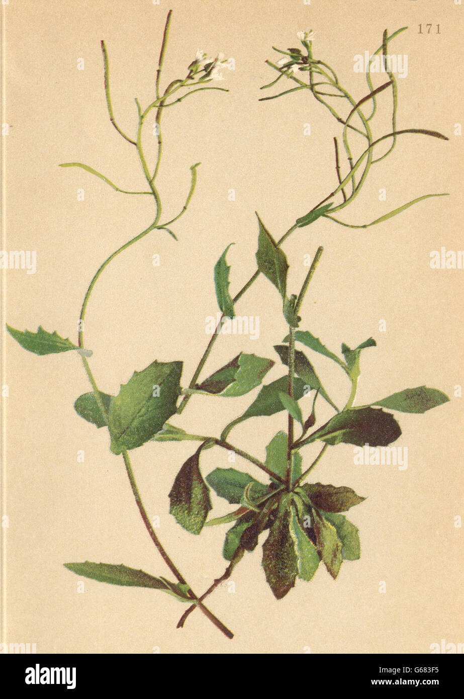 ALPENFLORA ALPINE FLOWERS: Arabis alpina L-Alpen-Gänsekresse, old print 1897 Stock Photo