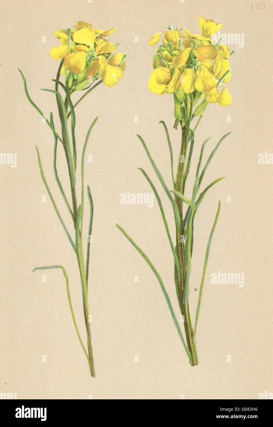 ALPENFLORA ALPINE FLOWERS: Erysimum Cheiranthus Pers-Goldlack-Hederich, 1897 Stock Photo