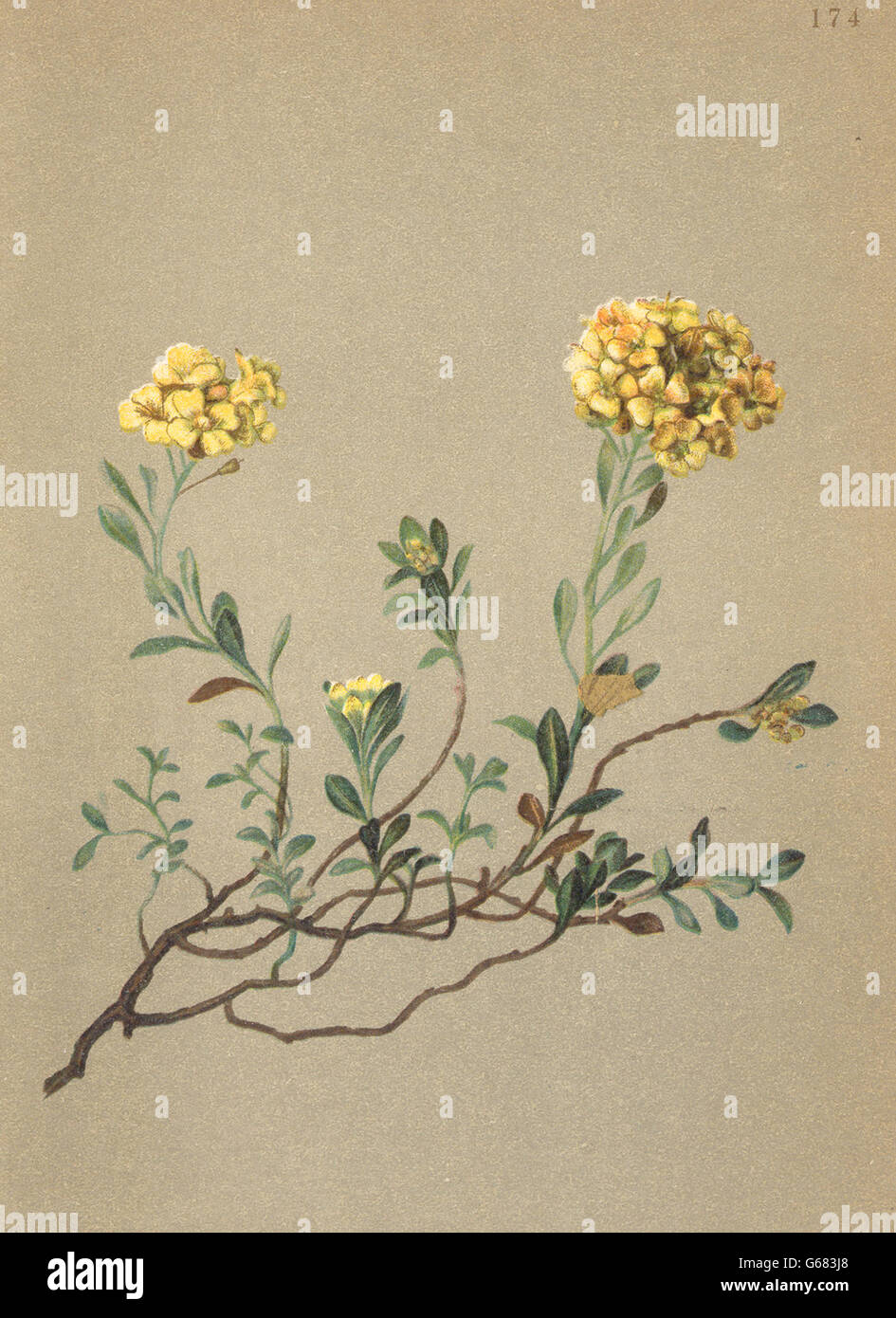 ALPENFLORA ALPINE FLOWERS: Alyssum Wulfenianum Berth-Wulfen's Steinkraut, 1897 Stock Photo