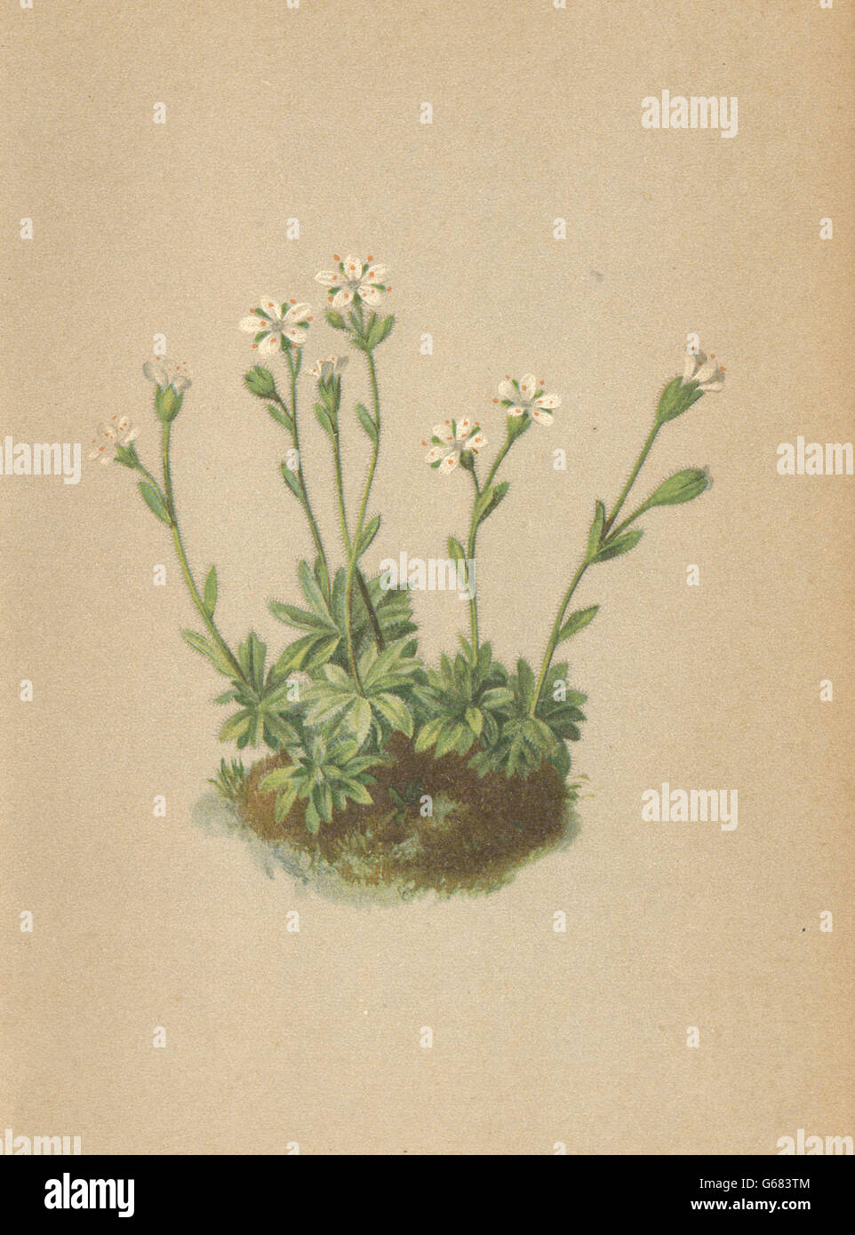 ALPINE FLOWERS: Saxifraga androsacea L-Mannsschildähnlicher Steinbrech, 1897 Stock Photo