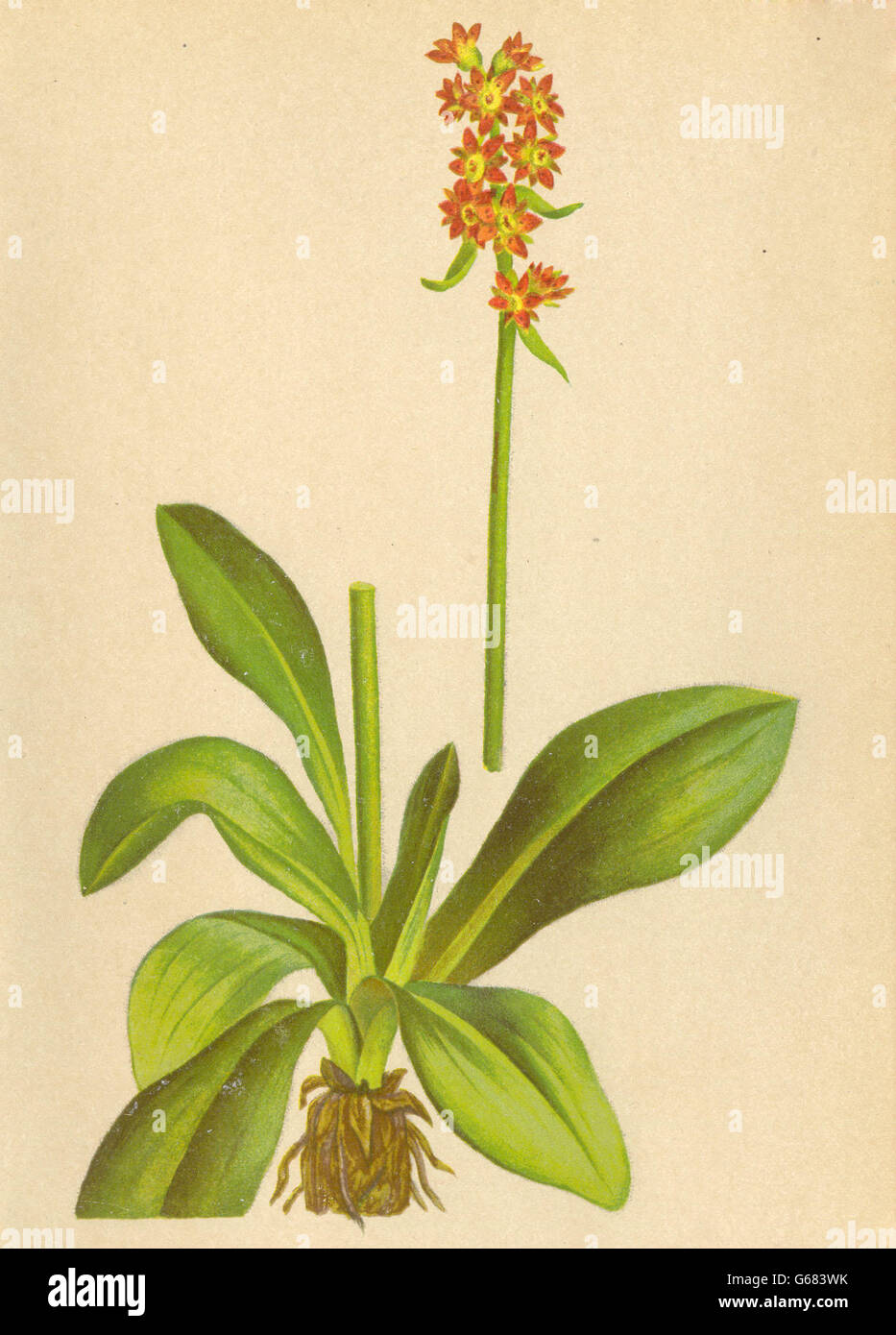 ALPINE FLOWERS: Saxifraga hieraciifola W-Habichtskrautblättriger Steinbrech 1897 Stock Photo