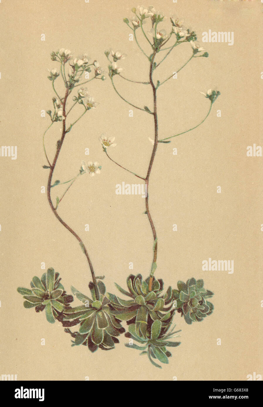 ALPENFLORA ALPINE FLOWERS: Saxifraga aizoon Jacq-Wintergrüner Steinbrech, 1897 Stock Photo