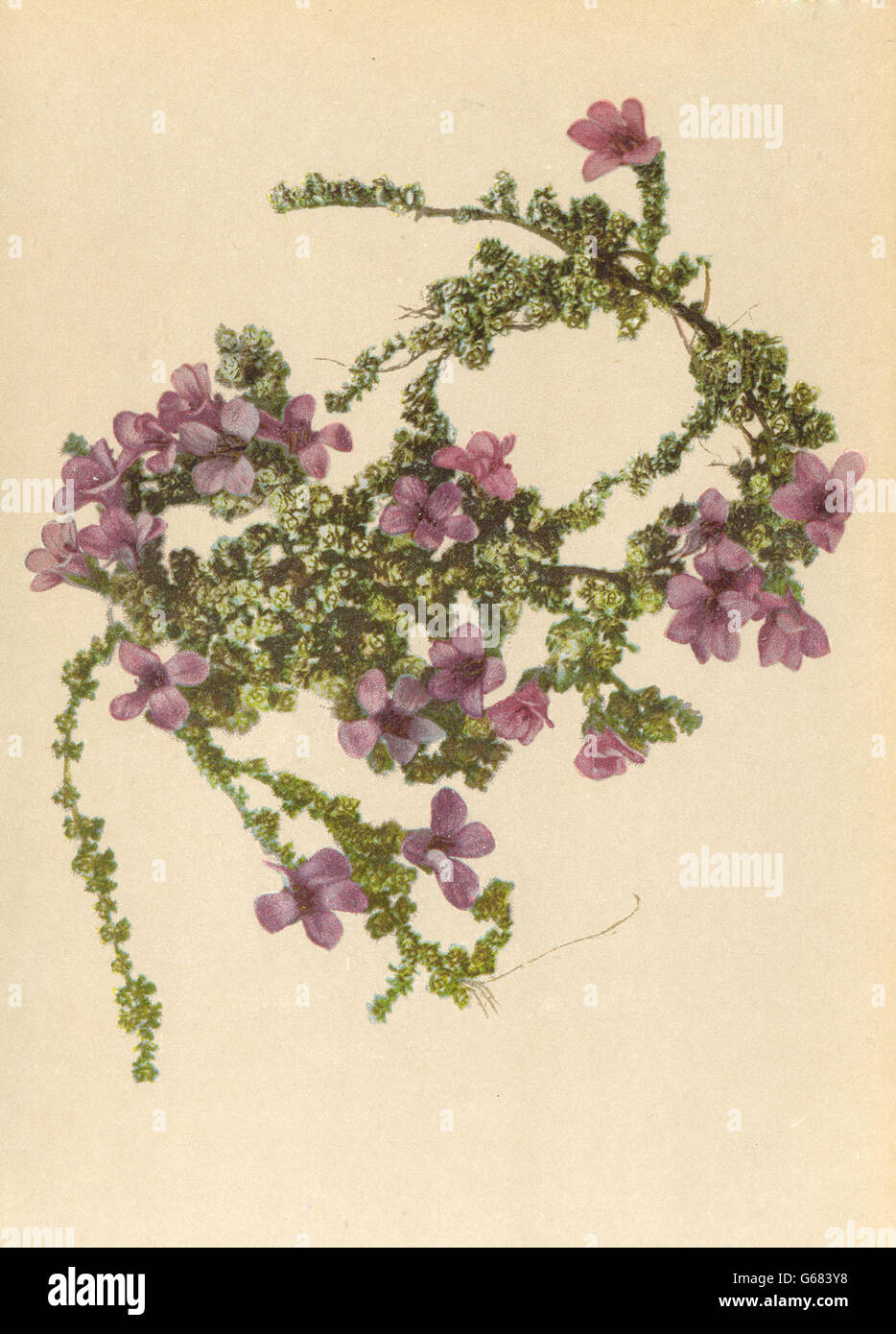ALPINE FLOWERS: Saxifraga oppositifolia L-Gegenblättriger Steinbrech, 1897 Stock Photo