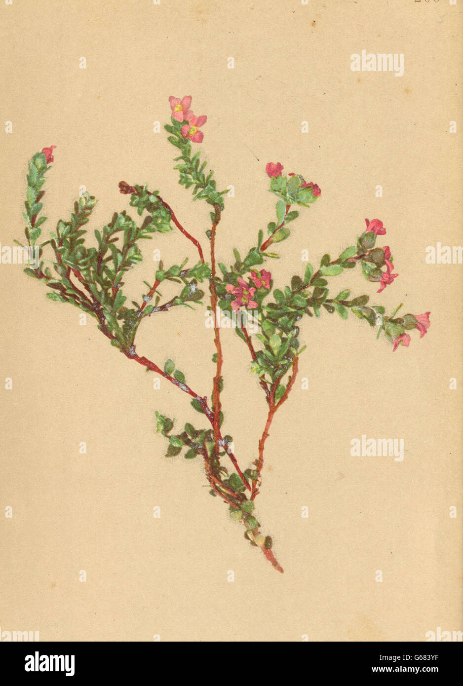ALPENFLORA ALPINE FLOWERS: Saxifraga biflora All-Zweiblüthiger Steinbrech, 1897 Stock Photo