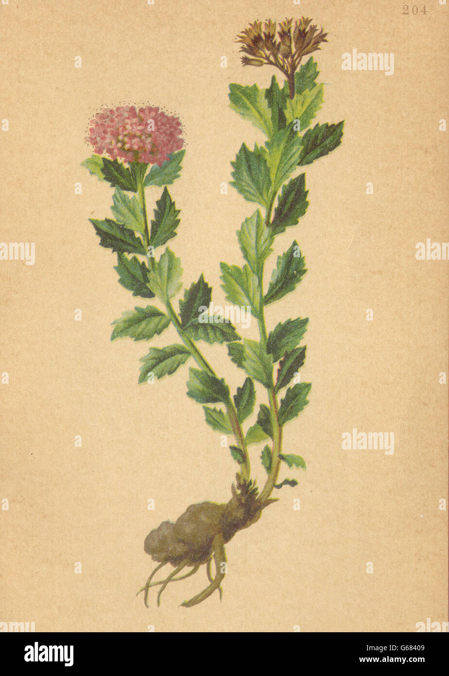 ALPENFLORA ALPINE FLOWERS: Sedum rhodiola (L. ) DC-Rosenwurz, old print 1897 Stock Photo