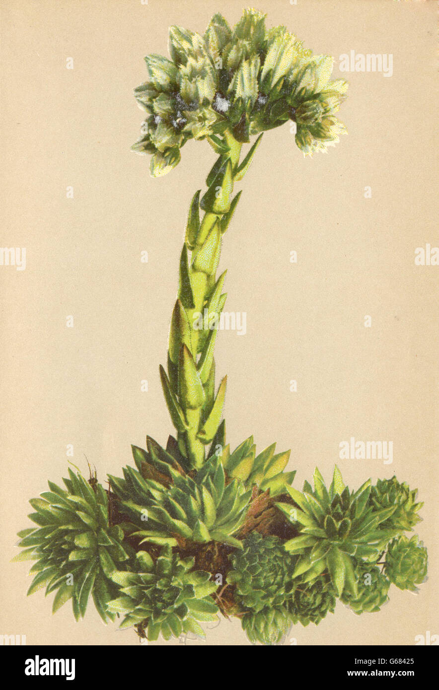 ALPENFLORA ALPINE FLOWERS: Sempervivum hirtum L-Kurzhaarige Hauswurz, 1897 Stock Photo