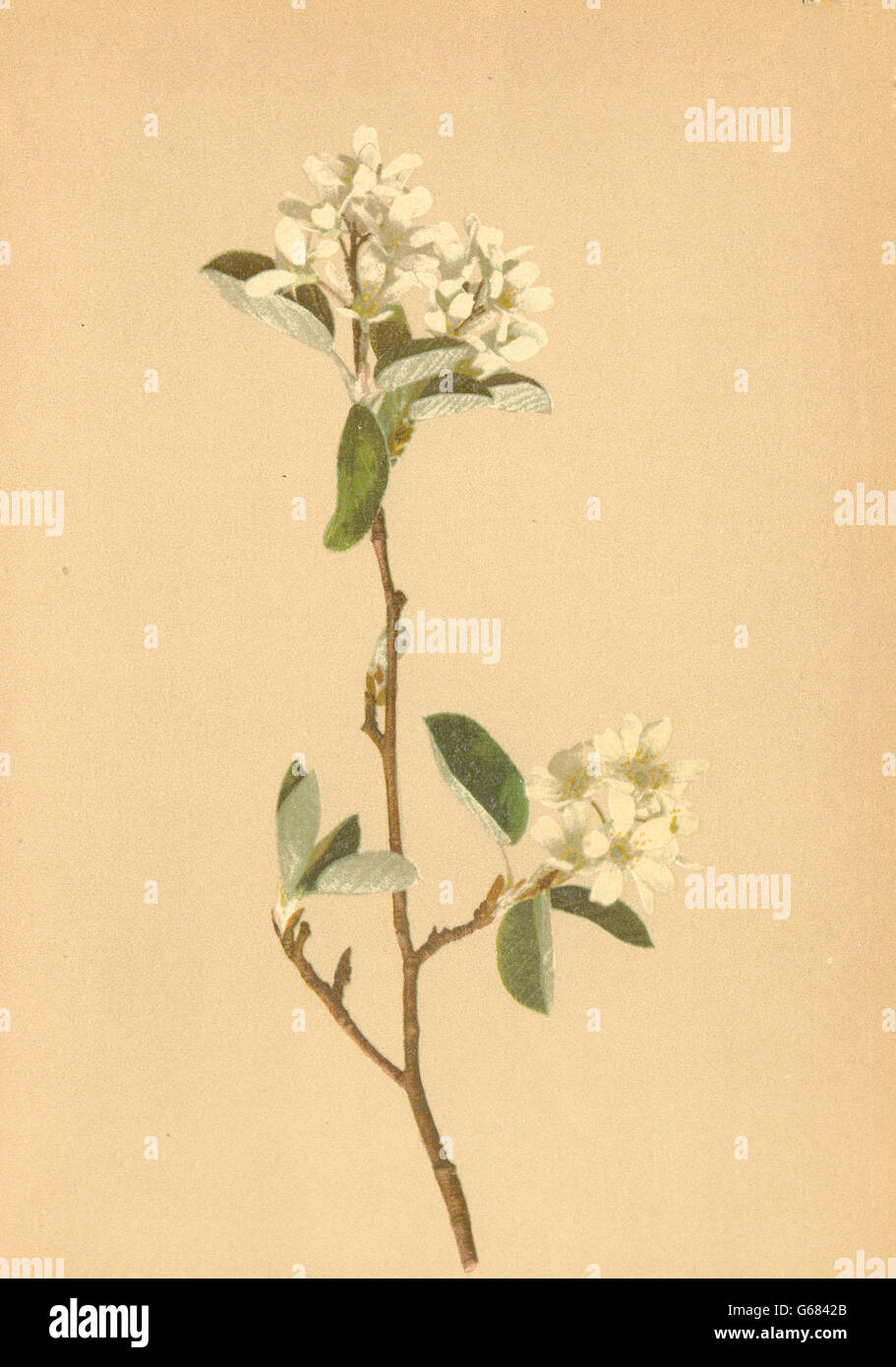 ALPENFLORA ALPINE FLOWERS: Amelanchier vulgaris Mönch-Felsenmispel, print 1897 Stock Photo