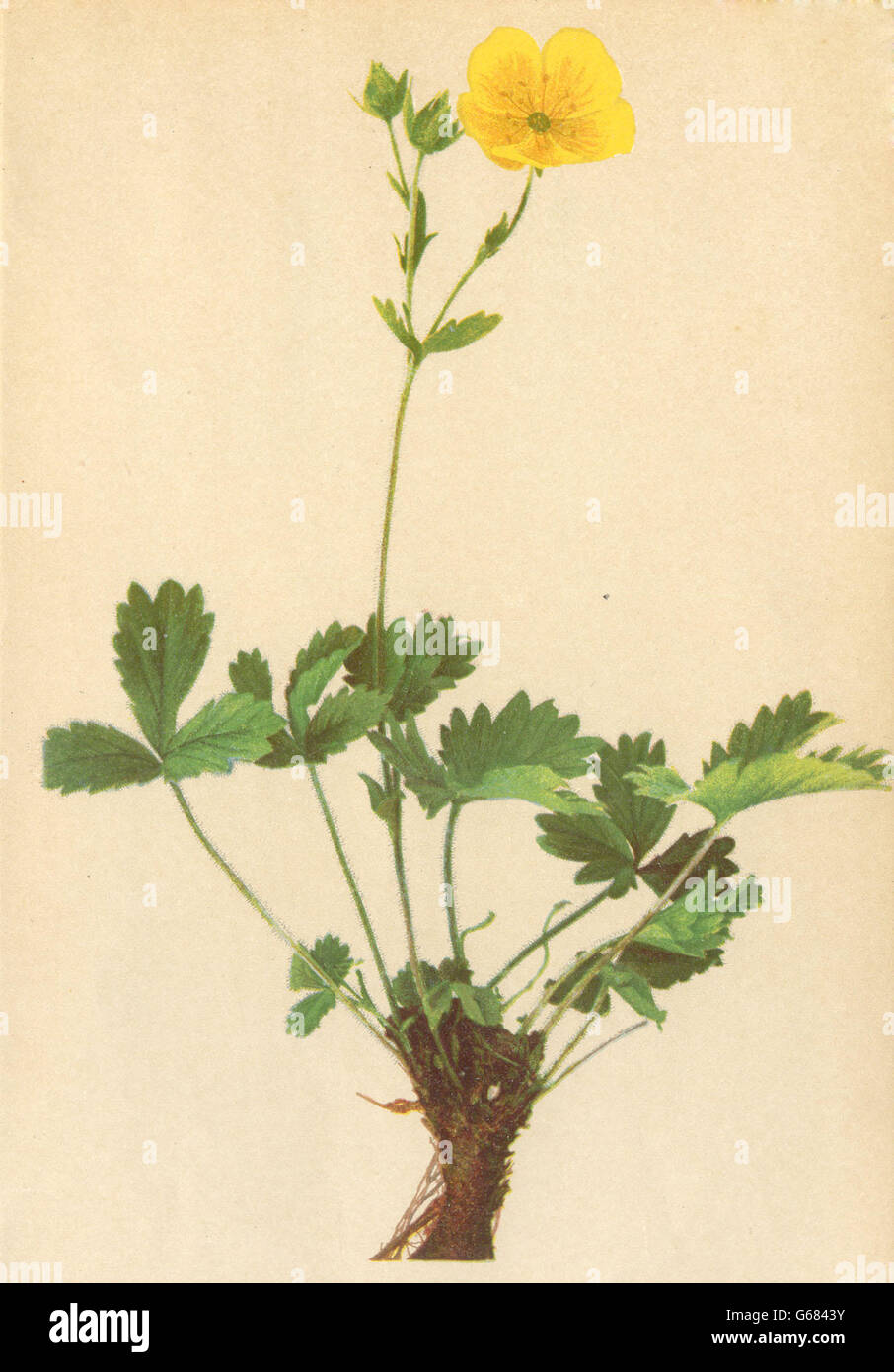 ALPINE FLOWERS: Potentilla grandiflora L-Grossblüthiges Fingerkraut, 1897 Stock Photo