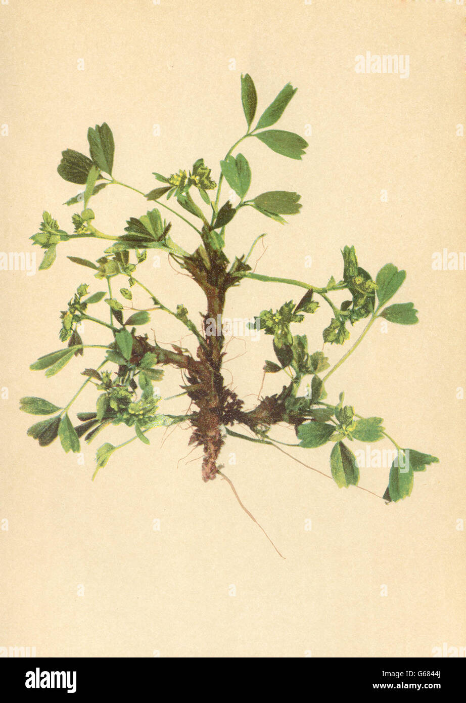 ALPENFLORA ALPINE FLOWERS: Sibbaldia procumbens L-Gelbling, antique print 1897 Stock Photo