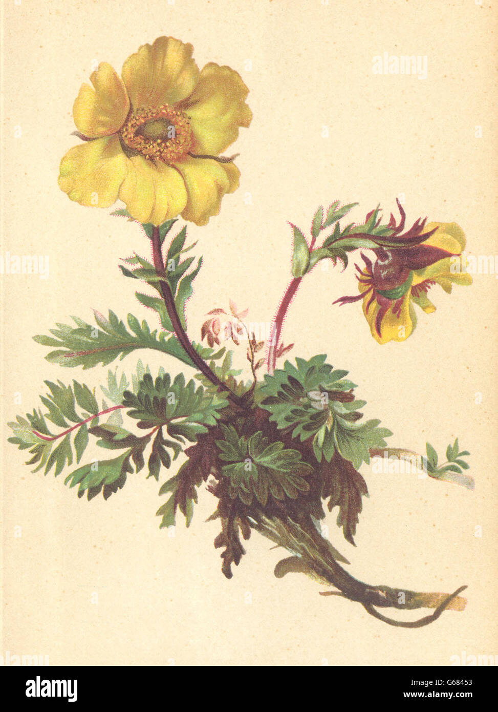 ALPENFLORA ALPINE FLOWERS: Geum reptans. L-Kriechendes Benediktenkraut, 1897 Stock Photo