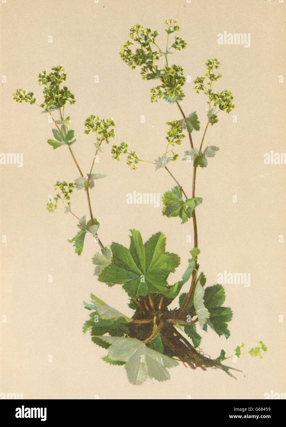 ALPENFLORA ALPINE FLOWERS: Alchemilla glabra A. Kern-Kahler Frauenmantel, 1897 Stock Photo