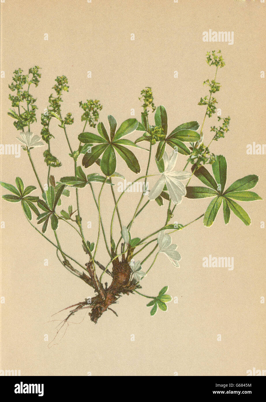 ALPENFLORA ALPINE FLOWERS: Alchemilla alpina L-Alpen-Frauenmantel, print 1897 Stock Photo