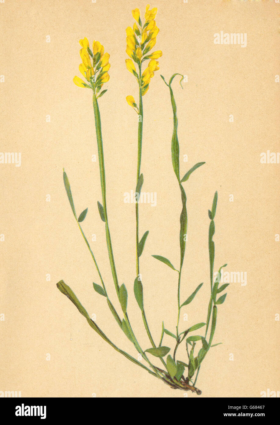 ALPENFLORA ALPINE FLOWERS: Genista sagittalis L-Pfeilginster, old print 1897 Stock Photo
