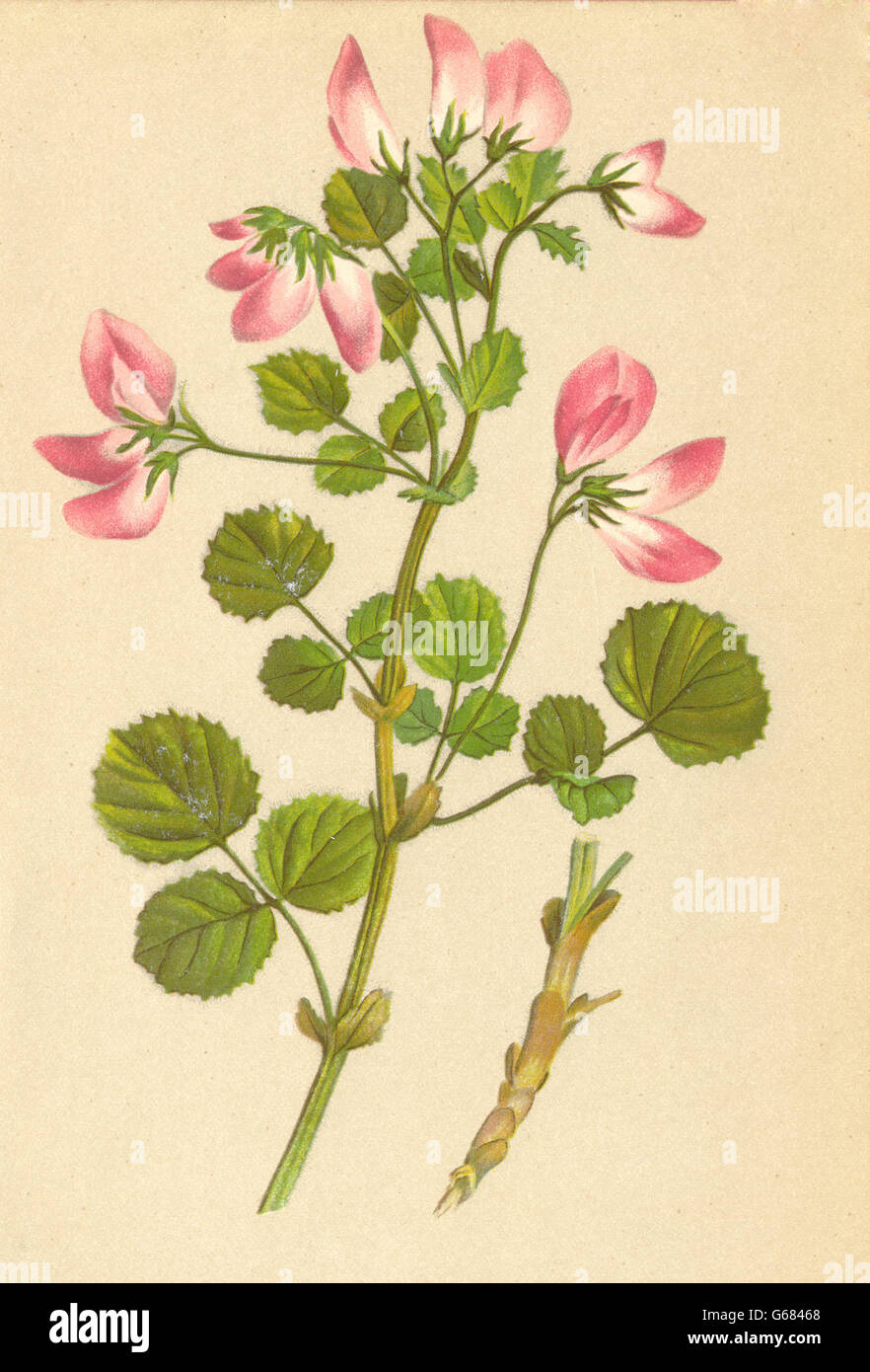 ALPENFLORA ALPINE FLOWERS: Ononis rotundifolia L-Rundblättrige Hauhechel, 1897 Stock Photo