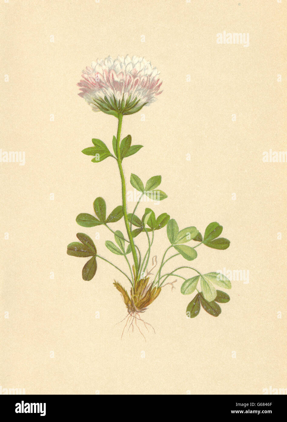 ALPENFLORA ALPINE FLOWERS: Trifolium thalii Vill-Thal's Klee, old print 1897 Stock Photo