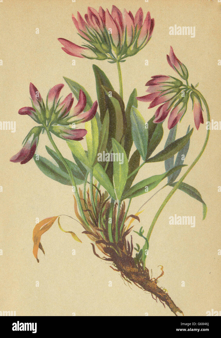 ALPENFLORA ALPINE FLOWERS: Trifolium alpinum L-Alpenklee, antique print 1897 Stock Photo