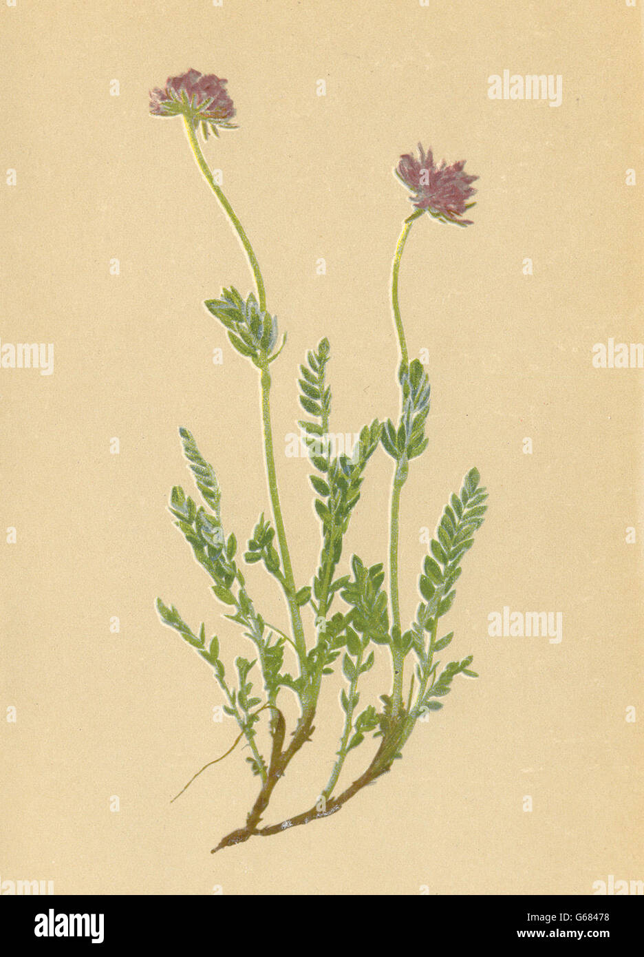 ALPENFLORA ALPINE FLOWERS: Anthyllis jacquini A. Kern-Jacquin's Wundklee, 1897 Stock Photo
