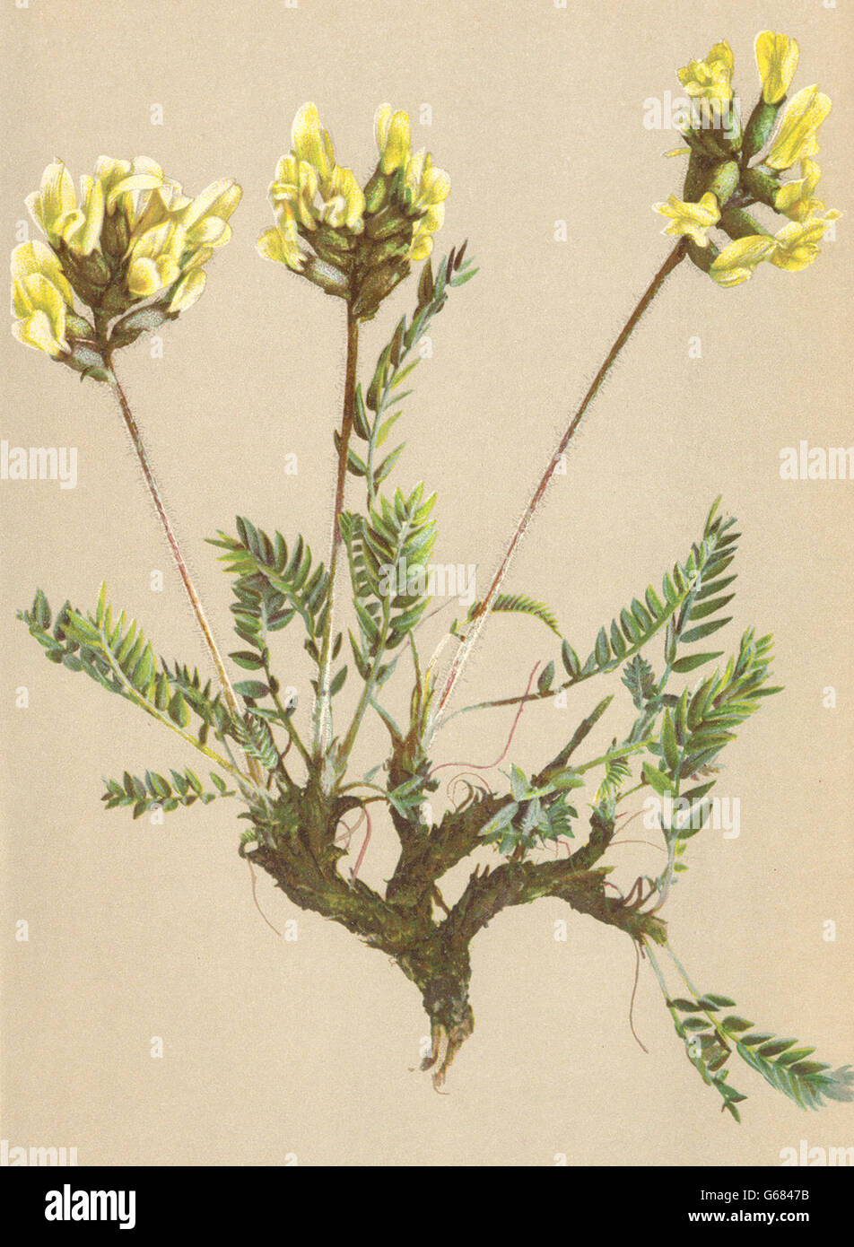 ALPENFLORA ALPINE FLOWERS: Oxytropis campestris (L. ) DC-Feld-Spitzkiel, 1897 Stock Photo