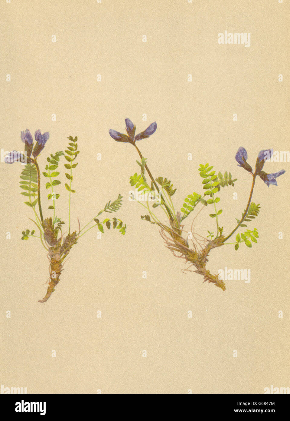 ALPENFLORA ALPINE FLOWERS: Oxytropis triflora Hoppe-Dreiblüthiger Spitzkiel 1897 Stock Photo