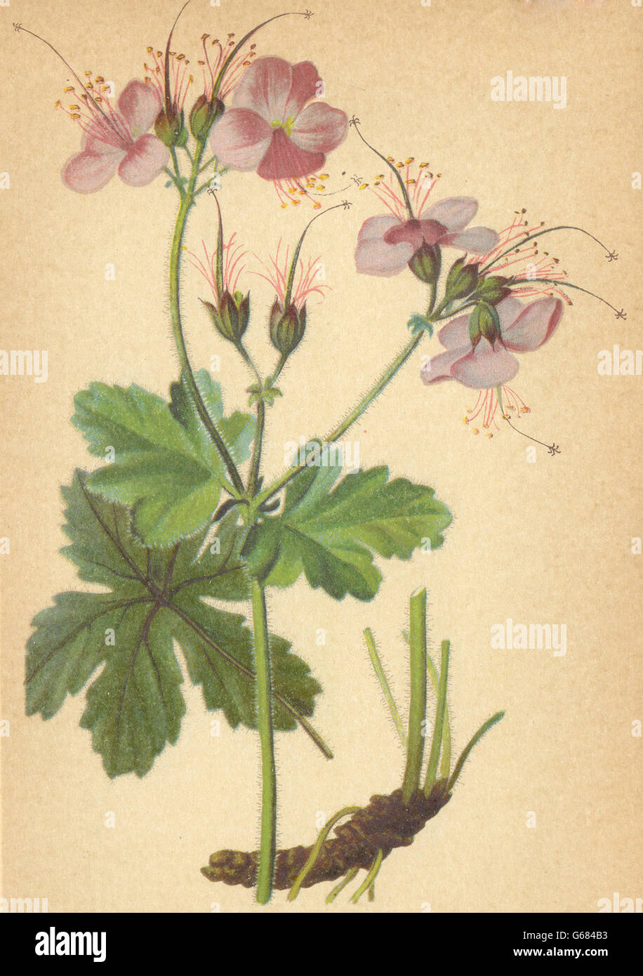 ALPINE FLOWERS: Geranium macrorrhizum L-Grosswurzeliger Storchschnabel, 1897 Stock Photo