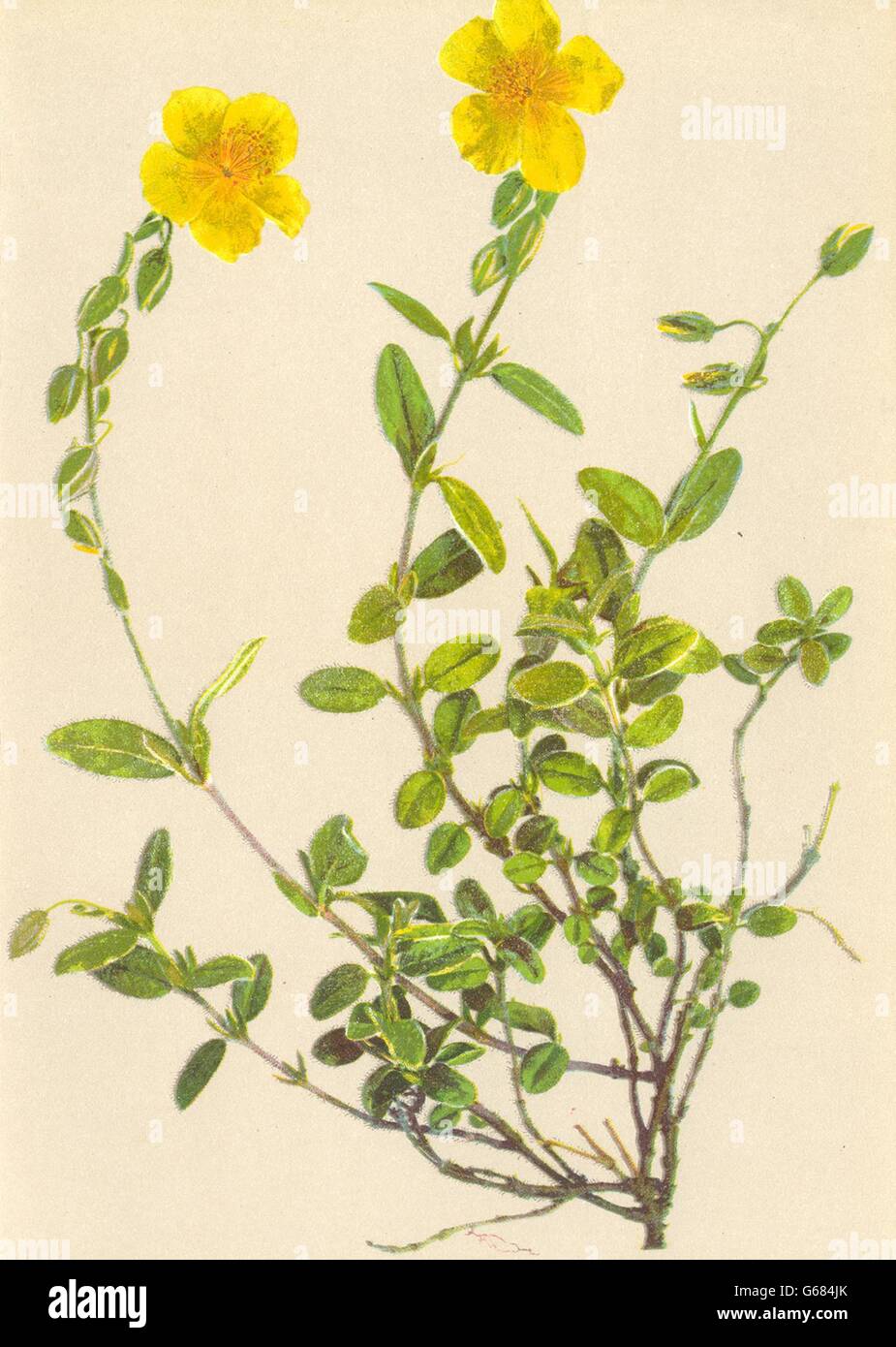 ALPINE FLOWERS: Helianthemum hirsutum A. Kern-Rauhhaariges Sonnen röschen, 1897 Stock Photo