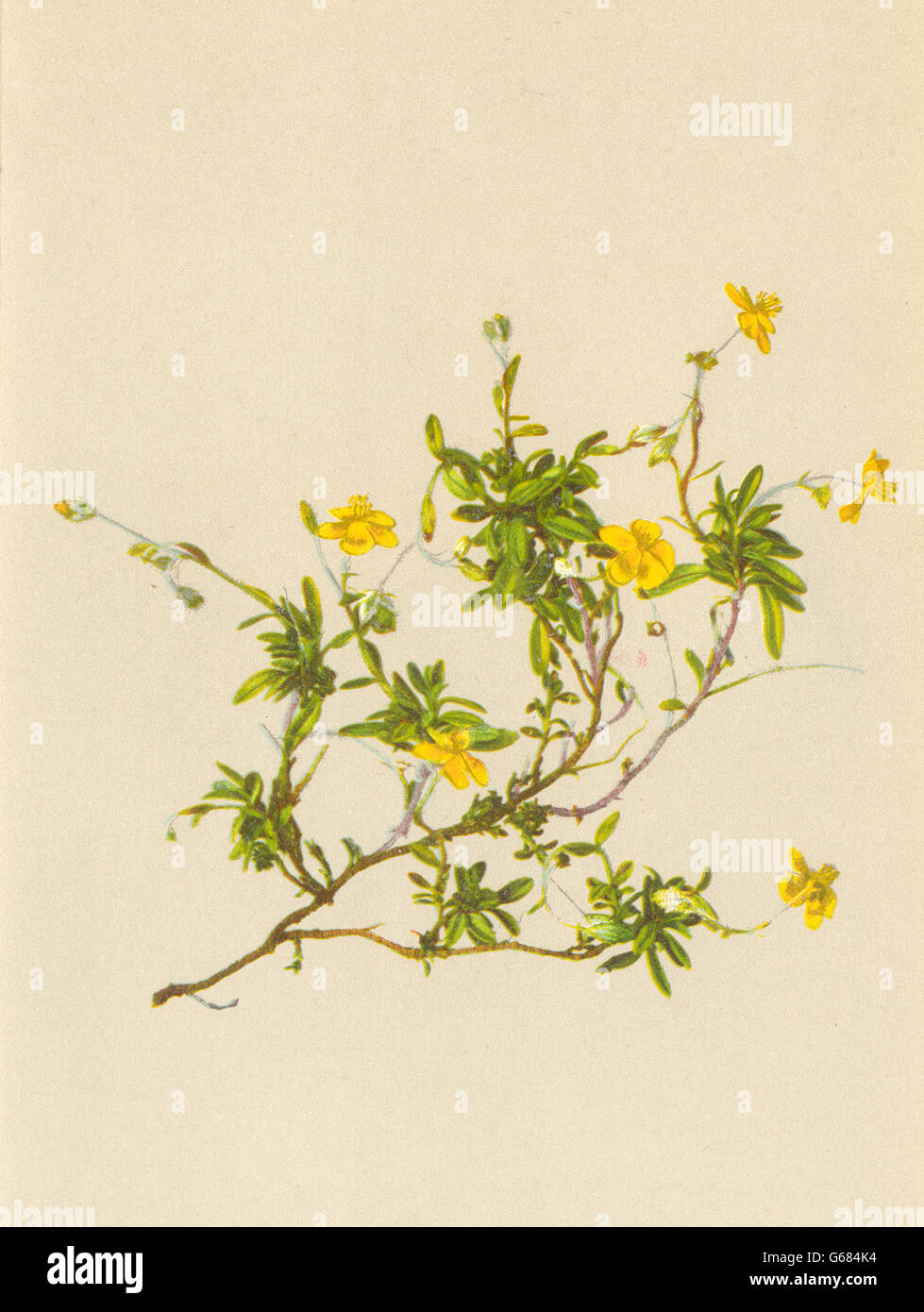 ALPENFLORA ALPINE FLOWERS: Helianthemum alpestre Dun-Alpen-Sonnenröschen, 1897 Stock Photo
